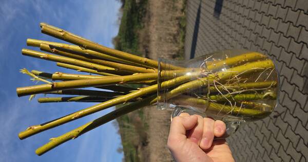 20260406_093634 (15)