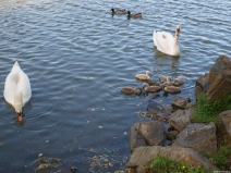 gal22_obr1338418588_207